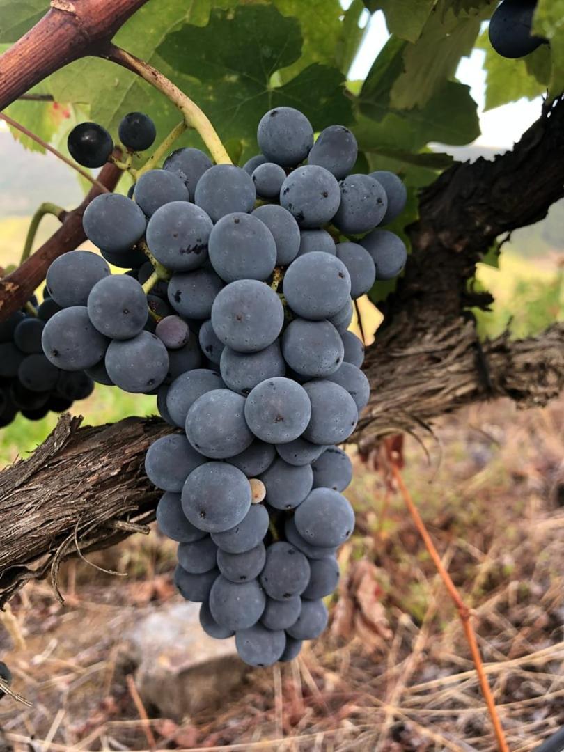 שאבס Quinta Da Penada - Vineyard & Winery - Suite 3 מראה חיצוני תמונה